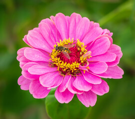 Obraz premium A fly on a pink zinnia flower.