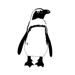 Black and white drawing of a penguin against a white background. Animal coloring picture.
