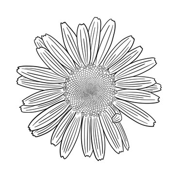 Drawing of a daisy against a white background. coloring picture. Blooming flower. Floral illustration.

