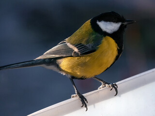 Titmouse close-up on the feeder. Bird in natural habitat. Bright feathers. Winter animals.