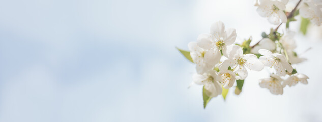 Fototapeta na wymiar Spring background with white blossoms and sunbeamson Branches of blossoming cherry macro with soft focus background. Easter and spring greeting cards. Springtime
