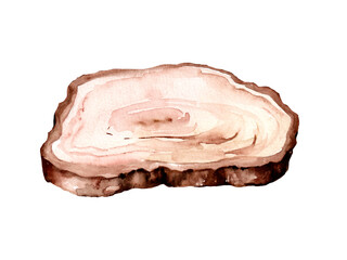 Section of cracked aged wooden tree with rings and texture isolated on white. watercolor illustration