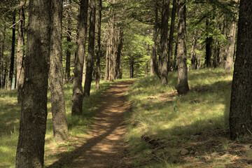 Dirt path through himalayan cedar plantation