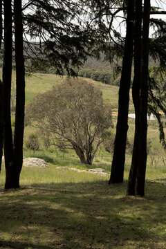 Tree down hill, framed by forest trees