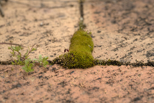 Close-up of moss growing between paving bricks