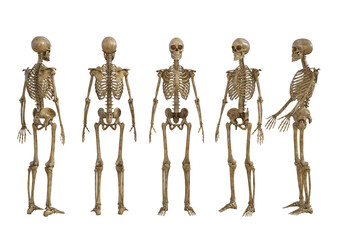 3D render : portrait of human skeletal system depict the core bone of the body with different angles, PNG transparent