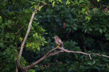 White Eyed Buzzard on a beautiful morning in Tadoba national park with green trees in background and sunlight hitting its wings