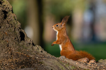Beautiful nature scene with Red Squirrel. Wildlife shot of Red Squirrel.