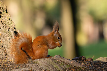 Beautiful nature scene with Red Squirrel. Wildlife shot of Red Squirrel.