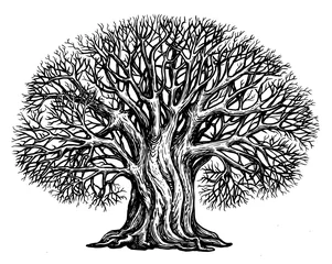 Fotobehang Branched tree without leaves, sketch. Large growing oak in vintage engraving style. Hand drawn vintage illustration © ~ Bitter ~