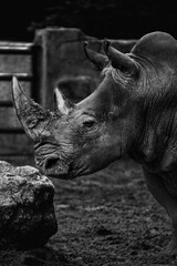 zoo rhino