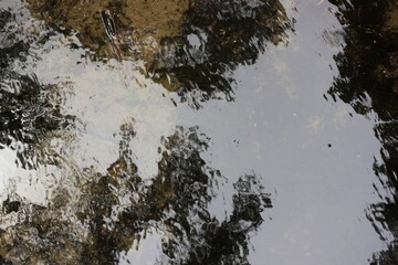 Reflection of trees in the quiet brook.