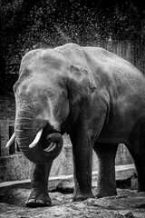 elephant in zoo