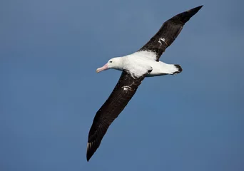 Poster Tristanalbatros  Tristan Albatross  Diomedea dabbenena © Marc