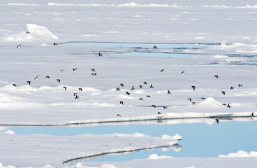 Kleine Alken vliegend boven pakijs; Little Auks flying above pack ice