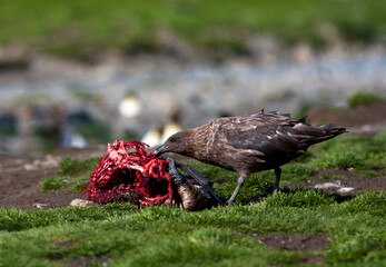 Subantarctische Grote Jager, Subantarctic Skua, Stercorarius antarcticus