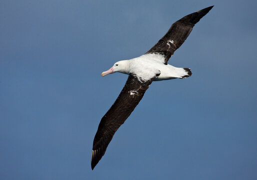 Tristanalbatros; Tristan Albatross; Diomedea dabbenena