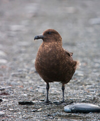 Subantarctische Grote Jager, Subantarctic Skua, Stercorarius antarcticus