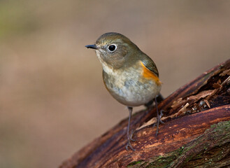 Blauwstaart, Red-flanked Bluetail, Tarsiger cyanurus