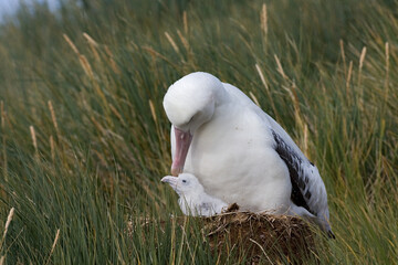 Snowy (Wandering) albatross, Grote Albatros, Diomedea (exulans) exulans