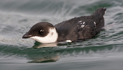 Kleine Alk, Little Auk, Alle alle