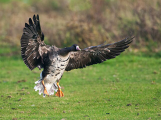 Kolgans, White-fronted Goose, Anser albifrons