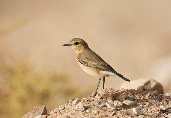 Izabeltapuit, Isabelline Wheatear, Oenanthe isabellina