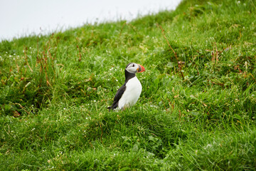 Atlantic puffins on Mykines, Faroe Islands