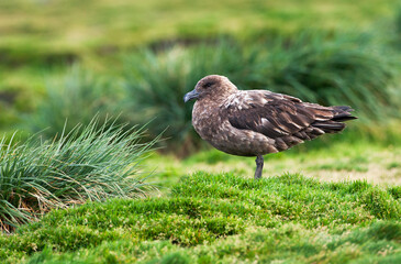 Subantarctische Grote Jager, Subantarctic Skua, Stercorarius antarcticus