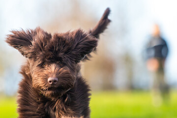 Brown labradoodle pup playing with a tennisbal.