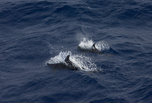 Snaveldolfijn, Rough-toothed Dolphin, Steno bredanensis