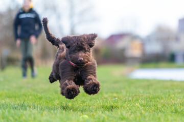 Brown labradoodle pup playing with a tennisbal.