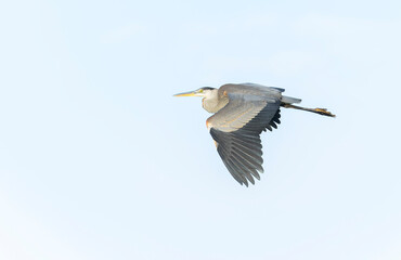 Great Blue Heron, Ardea herodias