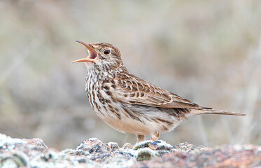 Dupont's Lark, Chersophilus duponti duponti