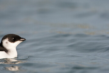 Kleine Alk, Little Auk, Alle alle