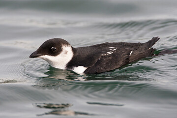 Kleine Alk, Little Auk, Alle alle