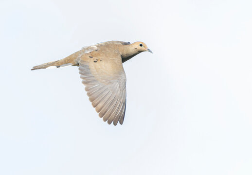 Mourning Dove, Zenaida macroura carolinensis