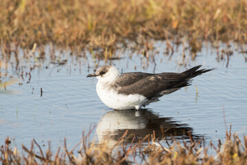 Kleine Jager, Arctic Skua, Stercorarius parasiticus
