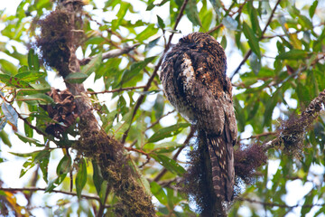 Resting Andean Potoo, Nyctibius maculosus, along the Manu road in Peru.