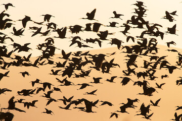 Obraz na płótnie Canvas Zwarte Ibis, Glossy Ibis, Plegadis falcinellus