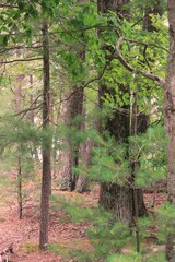 A summer meadow overgrown with plants.