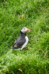 Atlantic puffins on Mykines, Faroe Islands