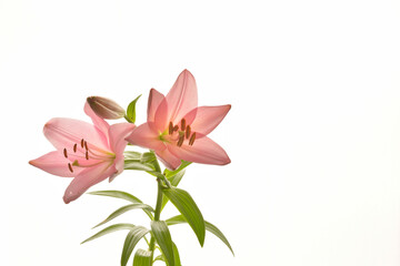 Pink lilies on a white background