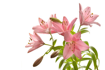  Pink lilies on a white background