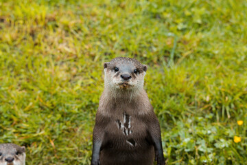 An Asian small-Clawed Otter looking directly at the camera