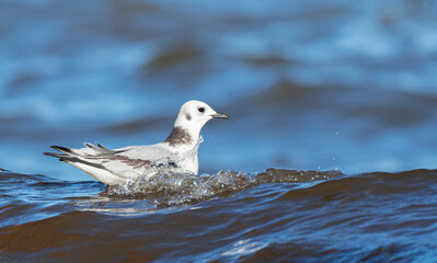 Black-legged Kittiwake, Rissa tridactyla tridactyla