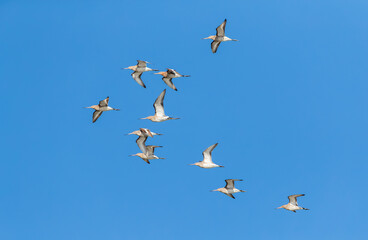Obraz premium Black-tailed Godwit, Limosa limosa