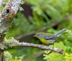 Northern Parula, Setophaga americana