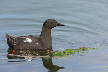 Black Guillemot, Cepphus grylle