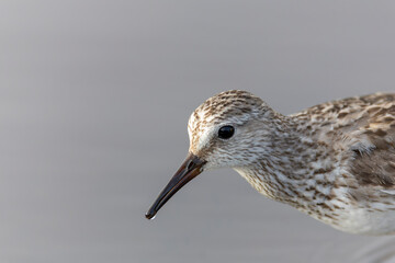 White-rumped Sandpiper, Calidris fuscicollis